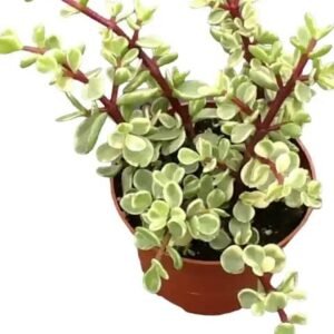 Good Luck Mini Jade Plant (Portulacaria Afra Variegated)