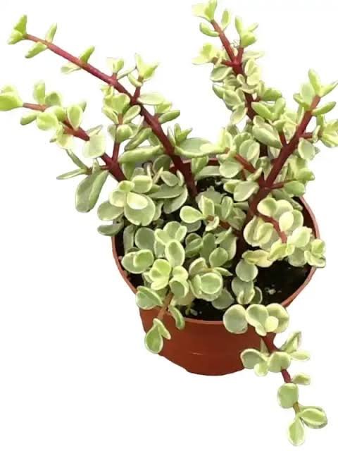Good Luck Mini Jade Plant (Portulacaria Afra Variegated)