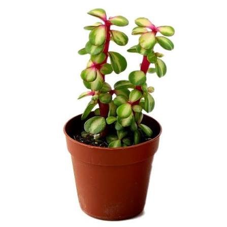 Good Luck Mini Jade Plant (Portulacaria Afra Variegated)