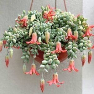 Cliff Cotyledon (Cotyledon Pendens) Succulent Plant