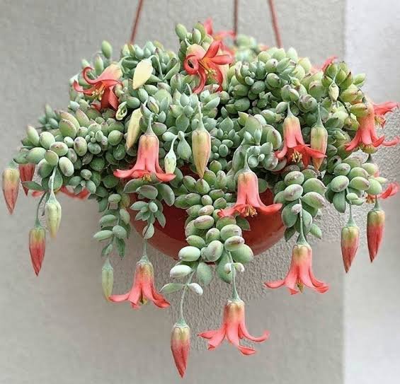 Cliff Cotyledon (Cotyledon Pendens) Succulent Plant