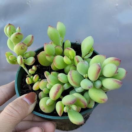 Cliff Cotyledon (Cotyledon Pendens) Succulent Plant