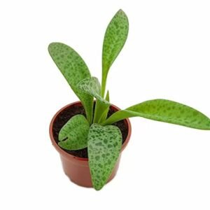 Leopard Healthy Plant (Ledebouria Socialis) - Image 2