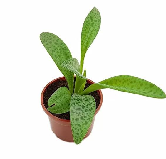 Leopard Healthy Plant (Ledebouria Socialis)