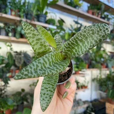 Leopard Healthy Plant (Ledebouria Socialis)