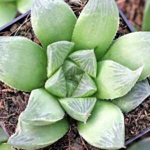 Haworthia Maculata Indoor Succulent Plant