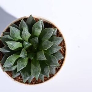 Haworthia Maculata Indoor Succulent Plant - Image 2