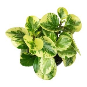 Peperomia Obtusifolia Variegated Rubber Plant
