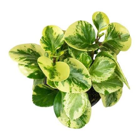 Peperomia Obtusifolia Variegated Rubber Plant