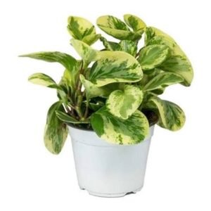 Peperomia Obtusifolia Variegated Rubber Plant - Image 2