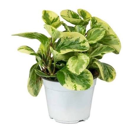 Peperomia Obtusifolia Variegated Rubber Plant