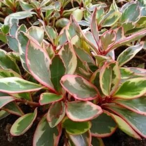 Peperomia Clusiifolia Tricolor Plant