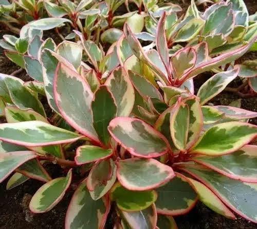 Peperomia Clusiifolia Tricolor Plant