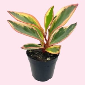 Peperomia Clusiifolia Tricolor Plant - Image 2