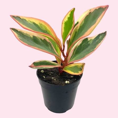 Peperomia Clusiifolia Tricolor Plant
