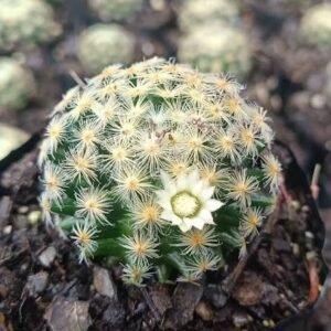 Mammillaria Roemeri cactus Plant - Image 2
