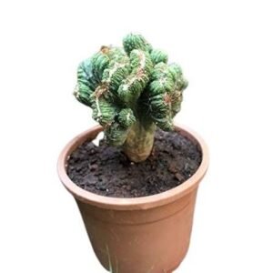 Cereus Forbesii Monstrose Cactus(Ming Thing) Live Plant - Image 2