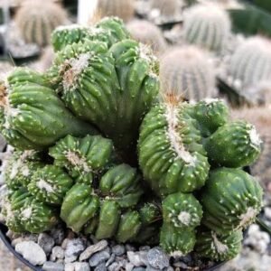 Cereus Forbesii Monstrose Cactus(Ming Thing) Live Plant