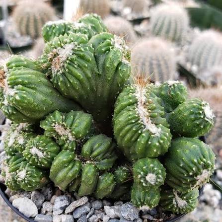Cereus Forbesii Monstrose Cactus(Ming Thing) Live Plant