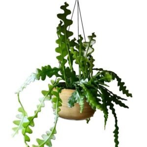 Fishbone Cactus (Disocactus anguliger or Epiphyllum anguliger) Plant - Image 2