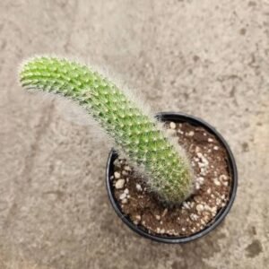 Monkey’s Tail Cactus Plant - Image 3