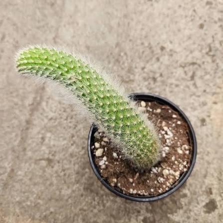 Monkey’s Tail Cactus Plant