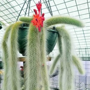 Monkey’s Tail Cactus Plant