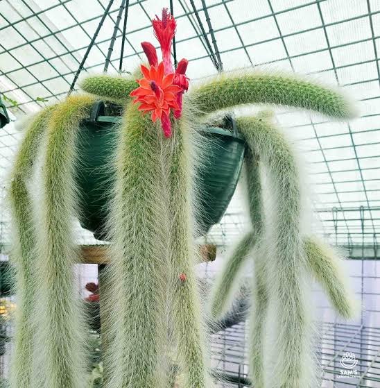 Monkey’s Tail Cactus Plant