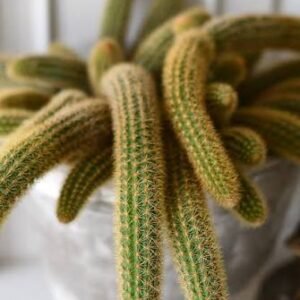 Monkey’s Tail Cactus Plant - Image 2