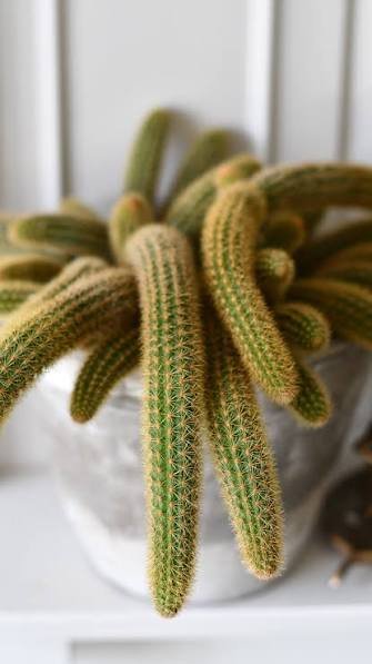 Monkey’s Tail Cactus Plant