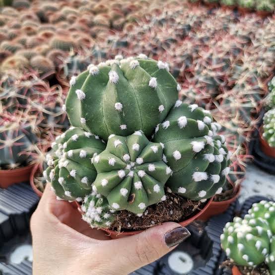Easter Lily (Echinopsis Subdenudata) Cactus Plant
