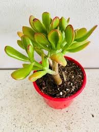 Green Golden Crassula Ovata Money Jade Plant - Image 2