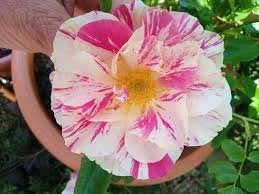 Roller Coaster Id Rose Healthy Grafted Live Plant