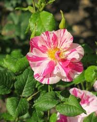 Roller Coaster Id Rose Healthy Grafted Live Plant - Image 3