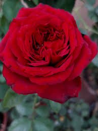 Ashwini Black Id Rose Healthy Grafted Live Plant