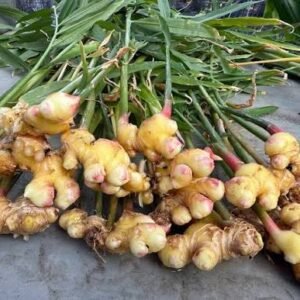 Mnago Ginger/Curcuma amada Fresh Healthy Herbal Bulbs - Image 2