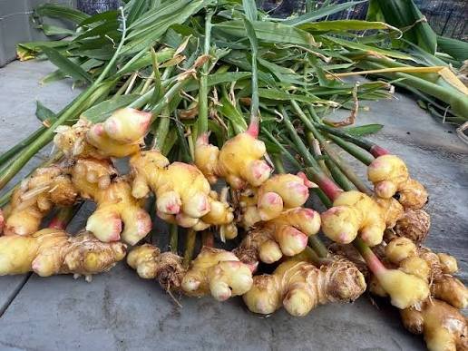 Mnago Ginger/Curcuma amada Fresh Healthy Herbal Bulbs