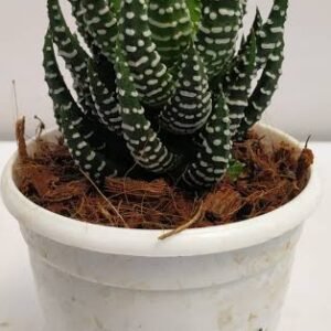 Haworthia Coarctata–Compact Succulent Plant - Image 2