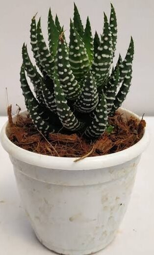 Haworthia Coarctata–Compact Succulent Plant