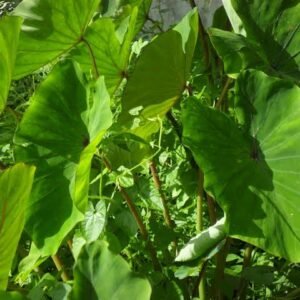 Colocasia/Taro/Arbi/Chembu Fresh Healthy Bulb