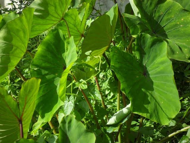 Colocasia/Taro/Arbi/Chembu Fresh Healthy Bulb - Image 1