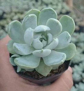 Echeveria Elegance Powdery Succulent Plant - Image 2