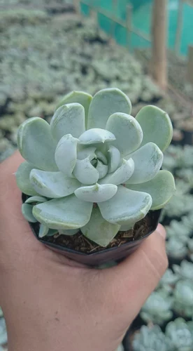 Echeveria Elegance Powdery Succulent Plant