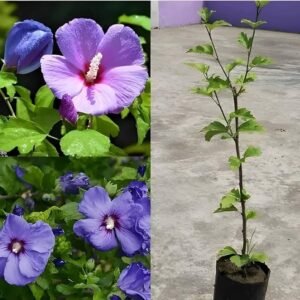 Indian Blue Hibiscus Healthy Flower Plant - Image 2