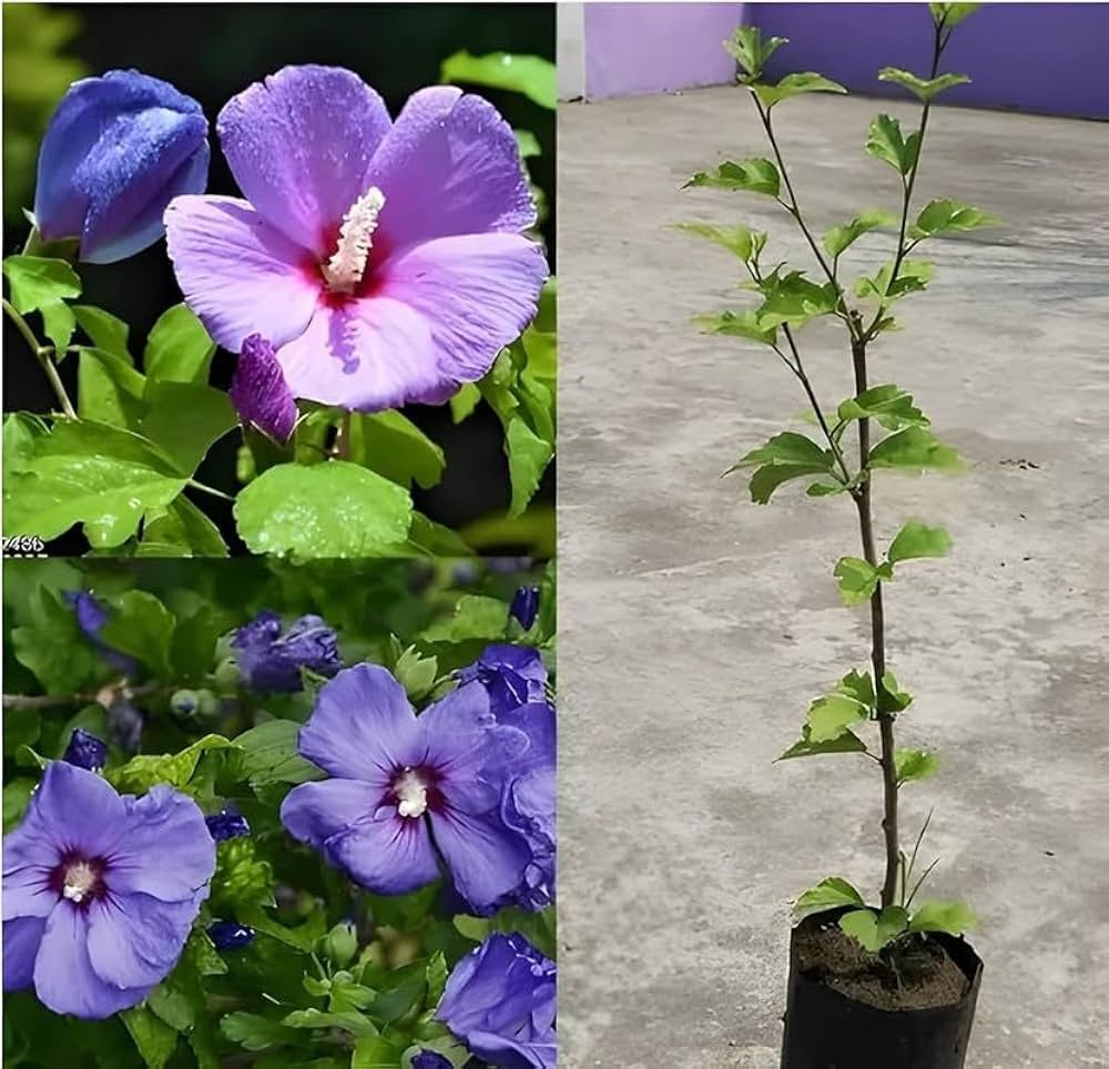 Indian Blue Hibiscus Healthy Flower Plant - Image 2