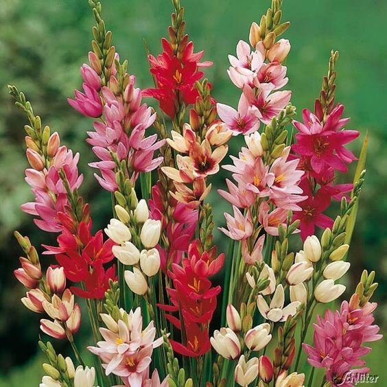 Ixia Mixed Colour Flower Bulbs
