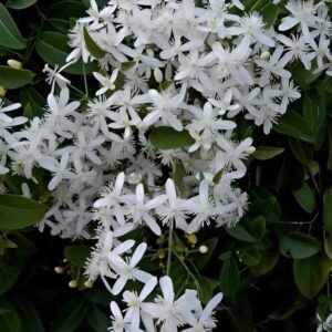 Budhha Jui/Juhi Fragnance Healthy Flower Plant - Image 3