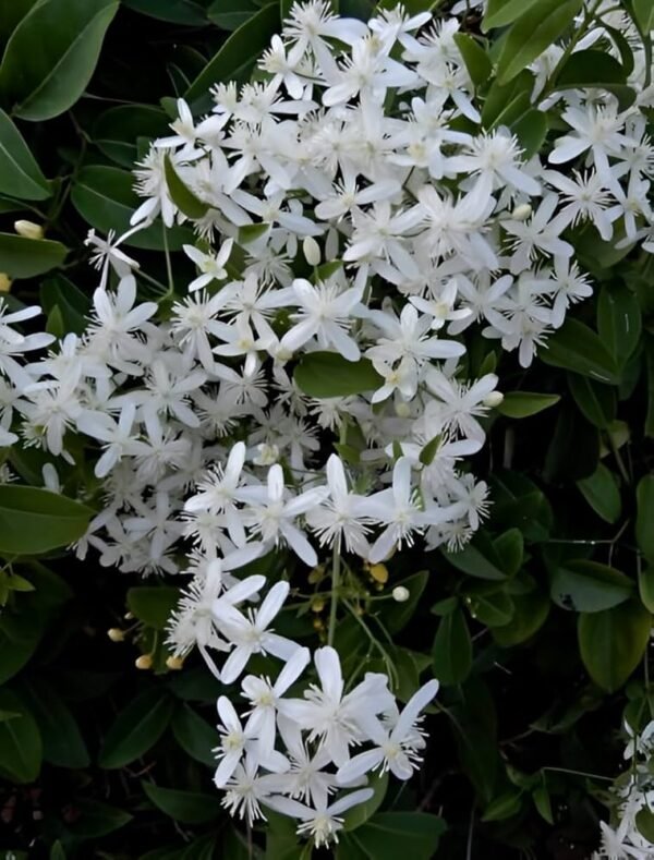 Budhha Jui/Juhi Fragnance Healthy Flower Plant