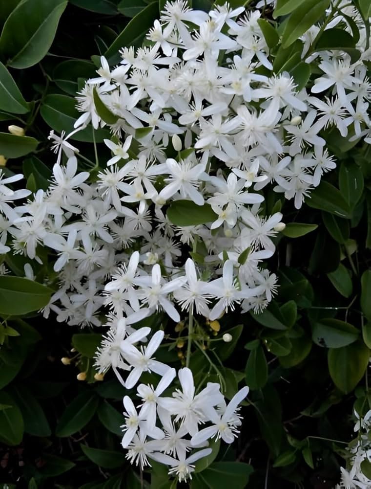 Budhha Jui/Juhi Fragnance Healthy Flower Plant - Image 3