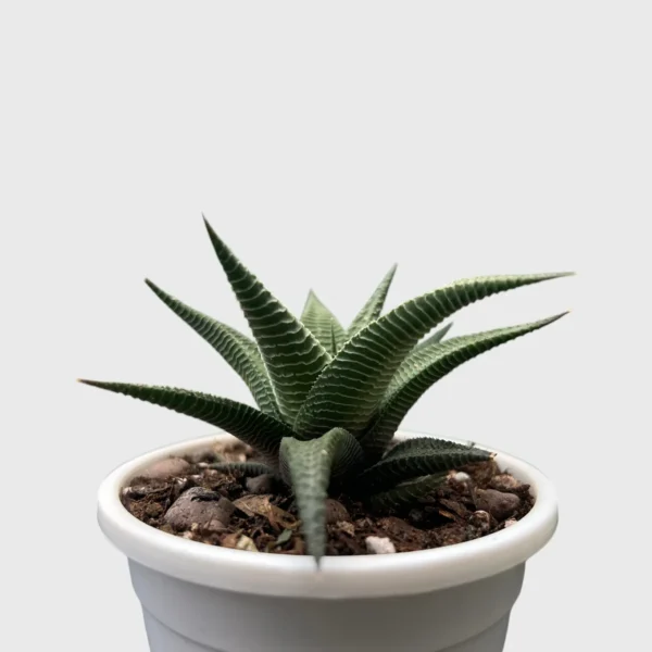 Haworthia Limifolia (Non-Variegated) – Lucky Succulent Plant